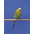 Wood Perches (2/Pkg): Birds Stands/Perches 