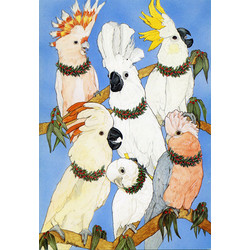 Birds-Cockatoo