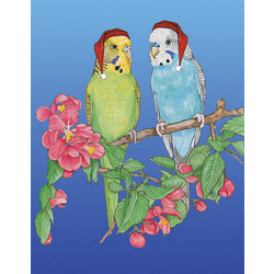 Birds-Parakeet