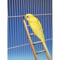 Cement Ladders - Wood Frame: Birds
