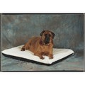 Orthopedic Single Foam Layer Fleece/Fabric: Cats Beds and Crates Specialty Beds 