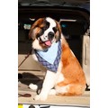 Slobber Blotter for Boys - One Size (28-30")<br>Item number: SBB01: Cats Accessories Bandanas 
