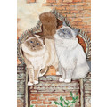 Cats-Birman Birthday Cards<br>Item number: B878: Cats Holiday Merchandise Birthday Items 
