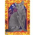 Cats-Russian Blue Birthday Cards<br>Item number: B493: Cats Holiday Merchandise Birthday Items 