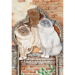 Cats-Birman Birthday Cards