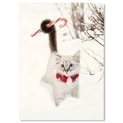 Christmas Card - White Kitten w/ Candy Cane--SOLD OUT