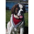 Red "Whine" Slobber Blotter  XL(28"-30" neck): Dogs Accessories Bandanas 
