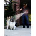Pet Leash Light<br>Item number: PETLSHLT-BK: Dogs Collars and Leads Lighted 