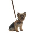 Harness Vest/Leash Set - Techi Print: Dogs Collars and Leads Fabric 