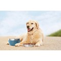 KURGO WANDER PAIL DOG BOWL: Dogs Bowls and Feeding Supplies Treat Canisters 