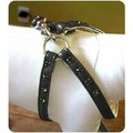 Step In Harness For Small Dogs: Dogs Collars and Leads Harnesses 