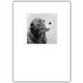 Blank Card - Dog w/ Clown Nose<br>Item number: DS1-01BLANK: Dogs Gift Products 