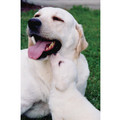 7" x 5 " Greeting Cards - Thank You #1<br>Item number: 002: Dogs Gift Products 