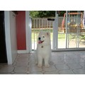 Lock-n-Block Sliding Door Gate<br>Item number: LNB: Dogs For the Home 