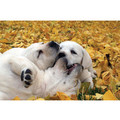 7" x 5 " Greeting Cards - Friendship #2<br>Item number: 053: Dogs Gift Products 