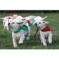 7" x 5 " Greeting Cards - Birthday #4<br>Item number: 044: Dogs Holiday Merchandise 