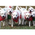 7" x 5 " Greeting Cards - Birthday #6<br>Item number: 050: Dogs Holiday Merchandise 