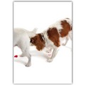 Love Card - Cavalier & Jack Sniff<br>Item number: DS2-04LOVE: Dogs Gift Products 