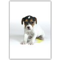 New Parent Card<br>Item number: DS2-01NEWPRNT: Dogs Gift Products 