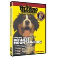 Bernese Mountain Dog - Everything You Should Know<br>Item number: 71549: Dogs Training Products 