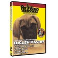 English Mastiff - Everything You Should Know<br>Item number: 71551: Dogs Training Products 