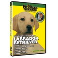 Labrador Retriever - Everything You Should Know<br>Item number: 71510: Dogs Training Products 