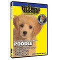Poodle - Everything You Should Know<br>Item number: 71520: Dogs Training Products 