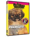 Pekingese - Everything You Should Know<br>Item number: 71537: Dogs Training Products 