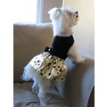 Starry Night Dress: Dogs Pet Apparel 