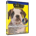 English Bulldog - Everything You Should Know<br>Item number: 71525: Dogs Training Products DVDs 