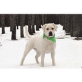 7" x 5 " Greeting Cards - Encouragement<br>Item number: 080: Dogs Gift Products Greeting Cards 