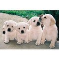 7" x 5 " Greeting Cards - Birthday #3<br>Item number: 030: Dogs Gift Products Greeting Cards 