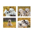 5.5" x 4" Notecard Packs #3<br>Item number: NS3: Dogs Gift Products Greeting Cards 