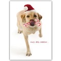 Christmas Card - Lab w/ candy canes<br>Item number: DS3-17XMAS: Dogs Gift Products Greeting Cards 