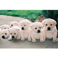 7" x 5 " Greeting Cards - Friendship #1<br>Item number: 004: Dogs Gift Products Greeting Cards 