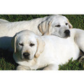 7" x 5 " Greeting Cards - Support<br>Item number: 028: Dogs Gift Products Greeting Cards 