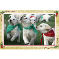 7" x 5 " Greeting Cards - Christmas #1<br>Item number: 065: Dogs Gift Products Greeting Cards 