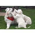 7" x 5 " Greeting Cards - Pet Sitter<br>Item number: 081: Dogs Gift Products Greeting Cards 