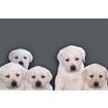 7" x 5 " Greeting Cards - Blank #5<br>Item number: 018: Dogs Gift Products Greeting Cards 