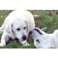 7" x 5 " Greeting Cards - Friendship #3<br>Item number: 060: Dogs Gift Products Greeting Cards 