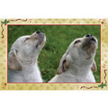 7" x 5 " Greeting Cards - Christmas #6<br>Item number: 070: Dogs Gift Products Greeting Cards 