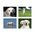 5.5" x 4" Notecard Packs #2<br>Item number: NS2: Dogs Gift Products Greeting Cards 