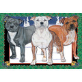 Staffordshire Bull Terrier<br>Item number: C512: Dogs Gift Products Greeting Cards 