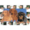 Dachshund Trio<br>Item number: C928: Dogs Gift Products Greeting Cards 