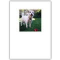 Birthday Card - Jack with Red Ball<br>Item number: DS1-01BIRTH: Dogs Gift Products Greeting Cards 