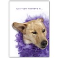 Birthday Card - Lab in purple boa<br>Item number: DS2-02BIRTH: Dogs Gift Products Greeting Cards 