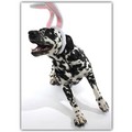 Birthday Card - Dalmation w/ Bunny Ears<br>Item number: DS2-04BIRTH: Dogs Gift Products Greeting Cards 