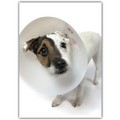 Get Well Card Jack Neck Brace<br>Item number: DS2-01GETWELL: Dogs Gift Products Greeting Cards 