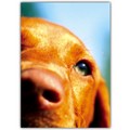 Pet Sympathy Card -Orange Face Dog<br>Item number: DS2-01CONDOL: Dogs Gift Products Greeting Cards 
