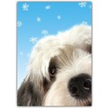 Hannukah Card<br>Item number: DS3-15HANNUKAH: Dogs Holiday Merchandise Hanukkah Items 